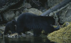 Gros plan d'un ours en eau peu profondes à côté d'un rocher couvert de mousse