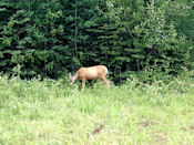 Cerf de Virginie (White tailed deer).