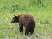Les ours noirs (Baribals) contrairement à ce que le nom laisse penser ont des couleurs allant du crème au noir en passant par le brun.