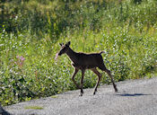 Jeune Caribou des bois (Woodland Cariboo).