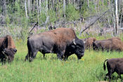 Ce secteur est fréquenté par une population importante de bisons des bois (Wood Buffalo).