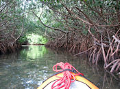 Dans la mangrove.