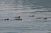 Loutres de mer (Sea Otter).