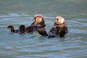 Loutres de mer (Sea Otter).