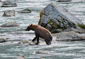 Grizzly sur la Chilkoot River.