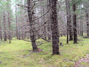 Et la forêt reprend peu à peu ses droits sur le site de Dyea.