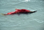 Contrairement au saumon Atlantiques les espèces de saumons Pacifique meurent une fois la reproduction assurée.