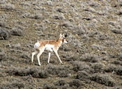Pronghorn Antelope.