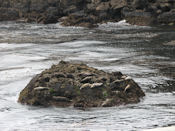 Des otaries se reposent sur un récif.