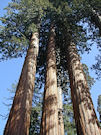 Certains sequoia géants peuvent dater de 3000 ans.