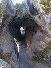L'intérieur d'un Sequoia géant.