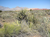 Une grande variété de plantes adaptées à la sècheresse.