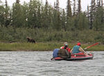 Grizzli surpris par l'arrivée silencieuse des kayaks