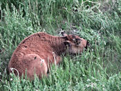 Jeune bison des bois.