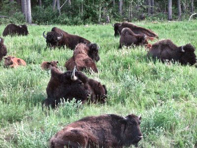 Groupe de bisons des bois (Wood Buffalos)