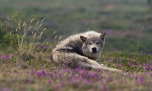 Loup arctique se reposant parmi les fleurs