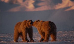 Grizzly bears spar with one another