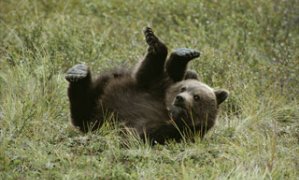 A young grizzly rolls over into an awkward-looking position