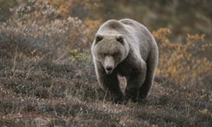 A grizzly walks toward the camera with a serious and threatening look