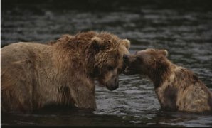 Two grizzly bears tussle playfully in the shallows of Knight Inlet
