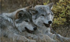 Two gray wolves, Canis lupus