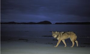 Gray wolf on beach at twilight