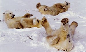 Ours polaires dans la neige