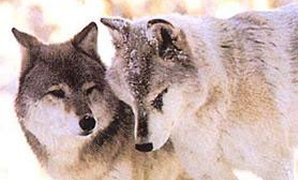 Deux loups