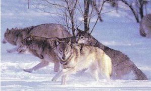 Groupe de loups en chasse