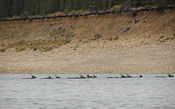 Caribous traversant la rivière.