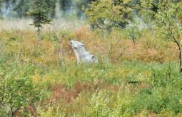 Loup hurlant © J.M. Perigaud